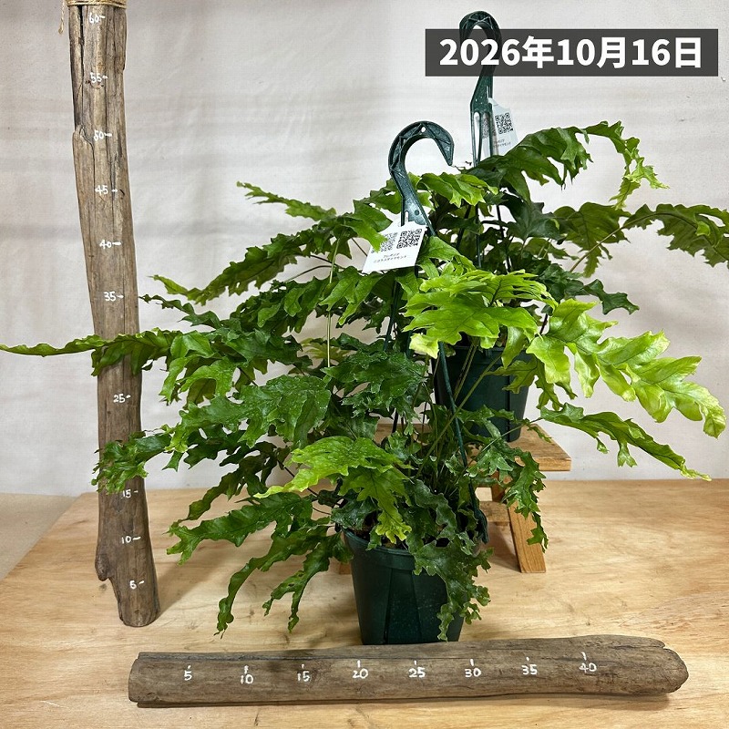 フレボシア ニコラスダイヤモンド 5号吊り鉢(個体おまかせ1鉢)｜株式