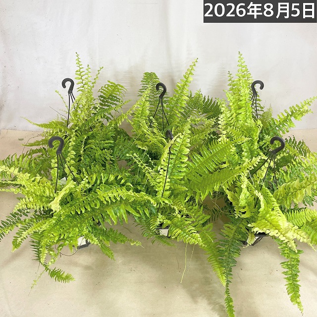 ネフロレピス エクサルタータ タイガー 5号吊り鉢｜芳樹園オンライン