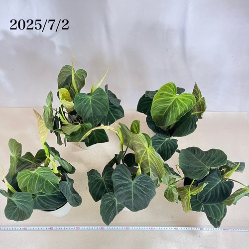 フィロデンドロン ベルコーサム(ベルコサム/ベルコスム) 5号｜芳樹園