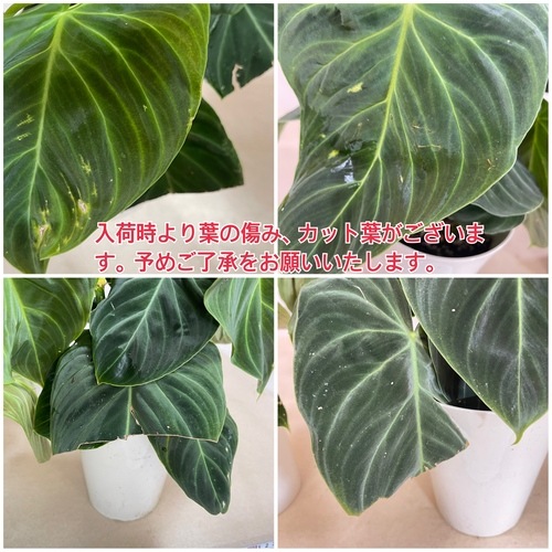 フィロデンドロン ベルコーサム(ベルコサム/ベルコスム) 5号｜芳樹園