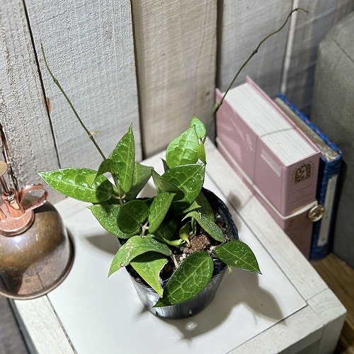 ホヤ sp. タイプA 3.5号ポット(個体おまかせ1鉢)｜芳樹園オンライン