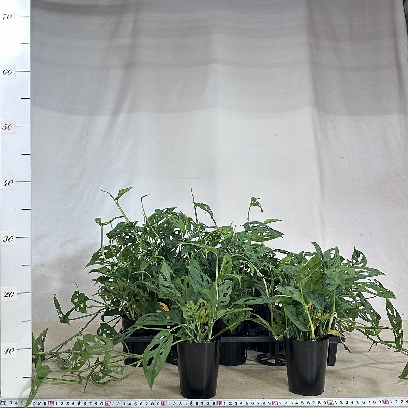 モンステラ アクミナータ 3号ロング鉢(個体おまかせ1鉢)｜芳樹園