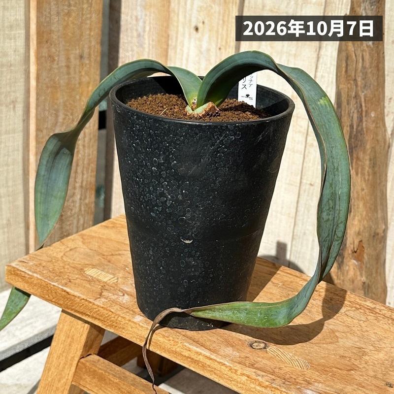 ウェルウィッチア ミラビリス 奇想天外 鉢ごと発送　珍奇植物 ウェルウィッチア ミラビリス(奇想天外) 4号ロング鉢(現品)｜株式会社