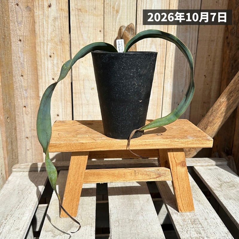 ウェルウィッチア ミラビリス(奇想天外) 4号ロング鉢(現品)｜株式会社