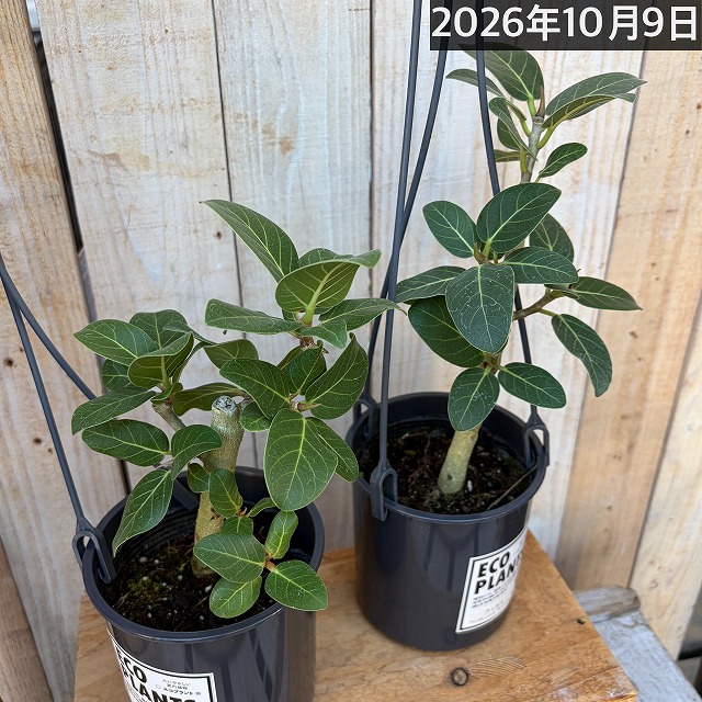 フィカス ベンガレンシス オードリー 4号吊り鉢(底穴なし) ECO PLANTS