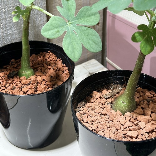 アデニア　グラウカ　塊根植物 陶器ポット付き アデニア グラウカ 塊根植物 陶器ポット付き marvistaポット