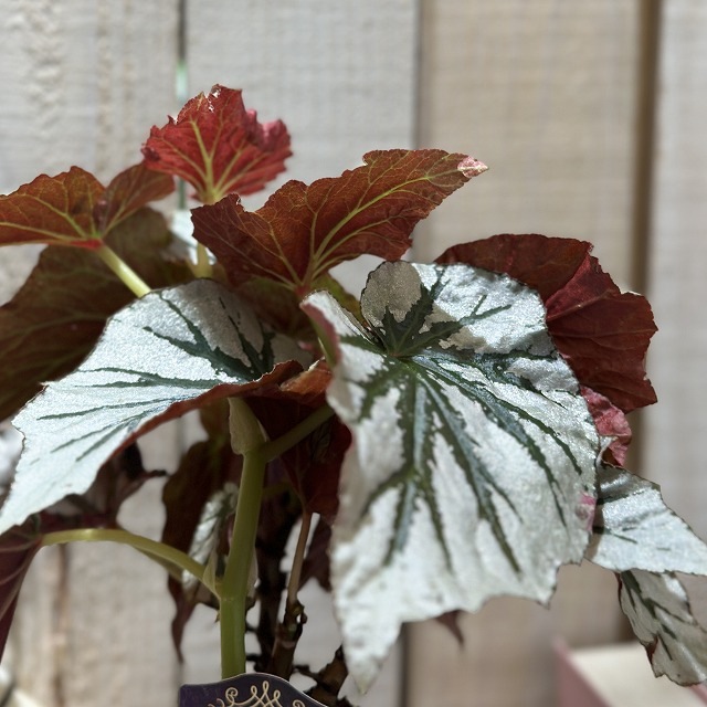 Looking glass ルッキンググラス Looking Glass｜VR・ARヘッドセットを使わずに3Dアートが楽しめるホロ