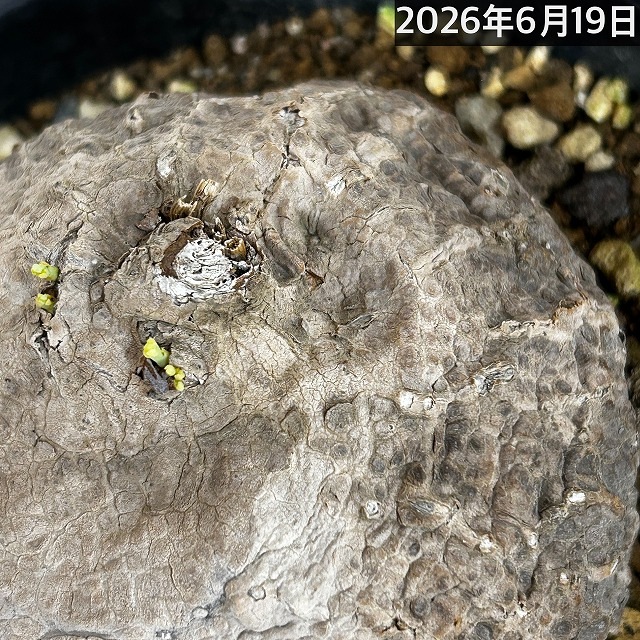 晃*様 大株ファクソニアーナ発根 ステファニア エレクタ 約φ9cm球 未発根 鉢付き 個体B(個体おまかせ1鉢