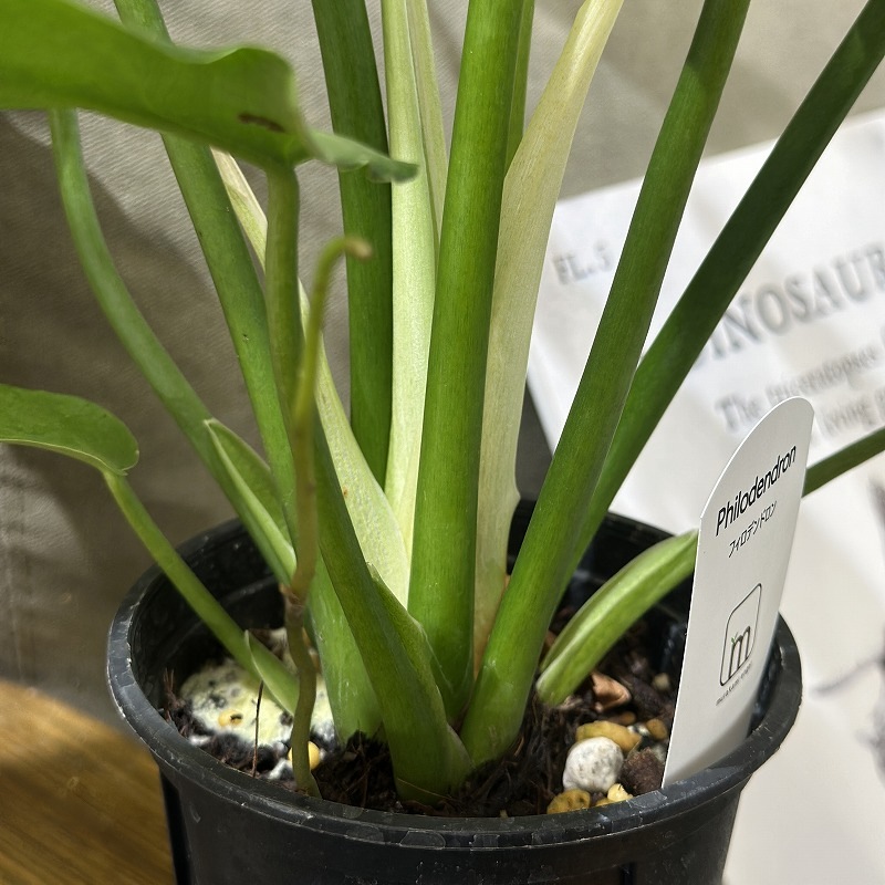 フィロデンドロン マヨイタヒチ 3.5号スリット鉢(個体おまかせ1鉢