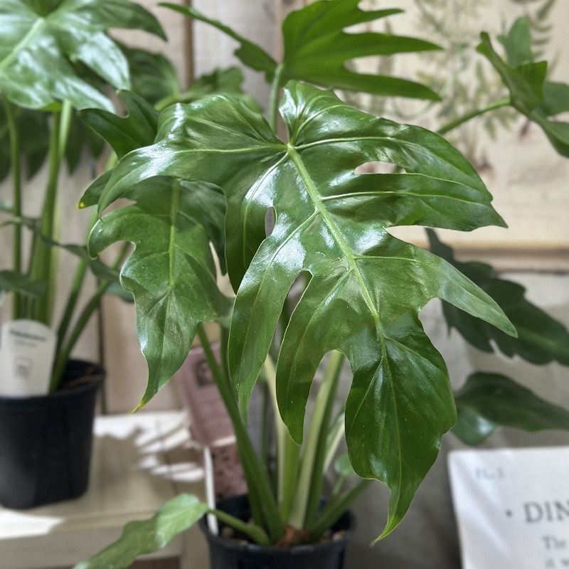 フィロデンドロン マヨイタヒチ 3.5号スリット鉢(個体おまかせ1鉢