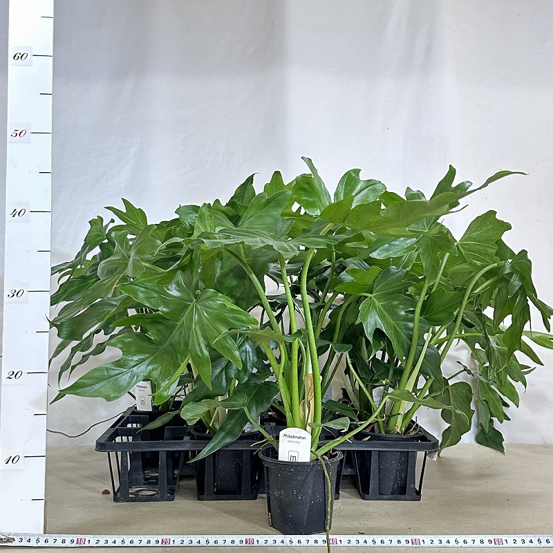 フィロデンドロン マヨイタヒチ 3.5号スリット鉢(個体おまかせ1鉢