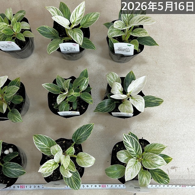 矮性フィロデンドロン バーキンコンパクタ 3.5号ポット(個体おまかせ1