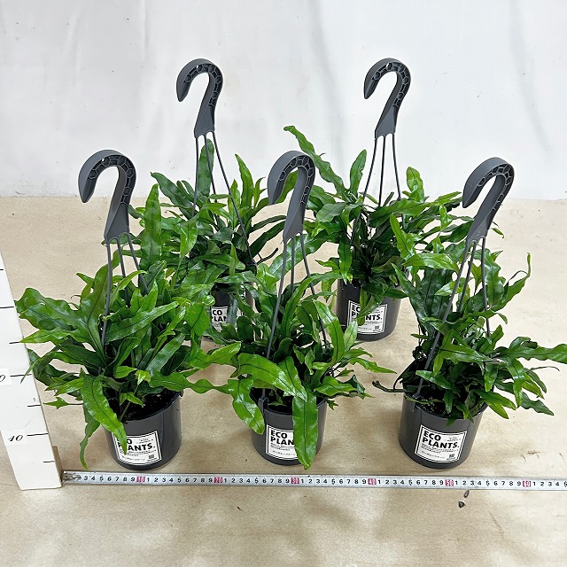 カンガルーファーン 4号吊り鉢(底穴なし) ECO PLANTS(個体おまかせ1鉢
