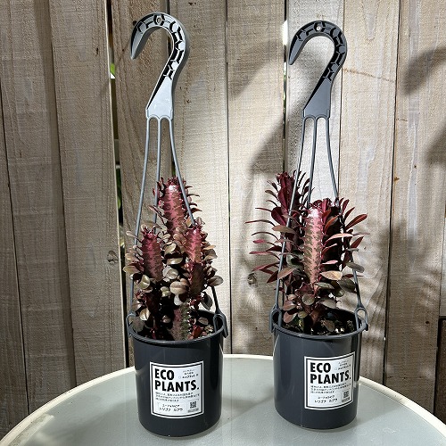 ユーフォルビア トリゴナ ルブラ 4号吊り鉢(底穴無し)｜芳樹園