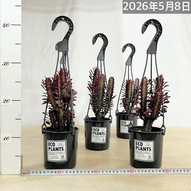 ユーフォルビア トリゴナ ルブラ 4号吊り鉢(底穴なし)(個体おまかせ1鉢