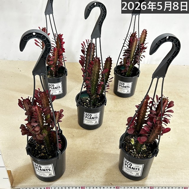 ユーフォルビア トリゴナ ルブラ 4号吊り鉢(底穴なし)(個体おまかせ1鉢