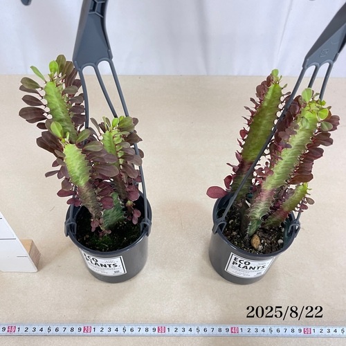 ユーフォルビア トリゴナ ルブラ 4号吊り鉢(底穴無し)｜芳樹園