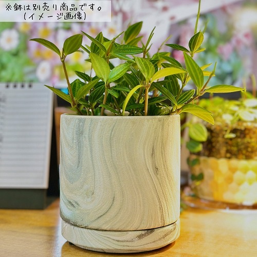 【SPRING SALE】①ぺぺロミア・ホープ　ポット苗発送♡ ペペロミア ラグラス 3号苗ビニールポット(個体おまかせ1鉢)｜芳樹園