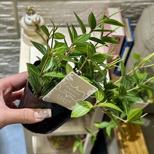 ペペロミア ラグラス 3号苗ビニールポット(個体おまかせ1鉢)｜芳樹園