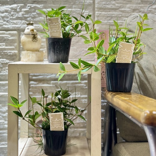 ペペロミア ラグラス 3号苗ビニールポット(個体おまかせ1鉢)｜芳樹園