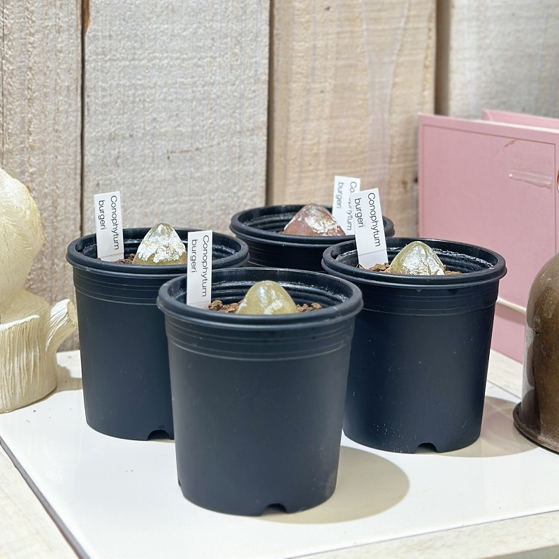 コノフィツム ブルゲリ 2.5号鉢(個体おまかせ1鉢)｜芳樹園オンライン