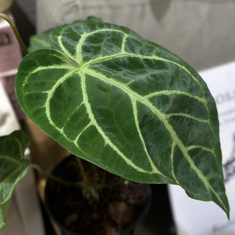 アンスリウム レガレ ハイブリッド 4号スリット鉢(個体おまかせ1鉢