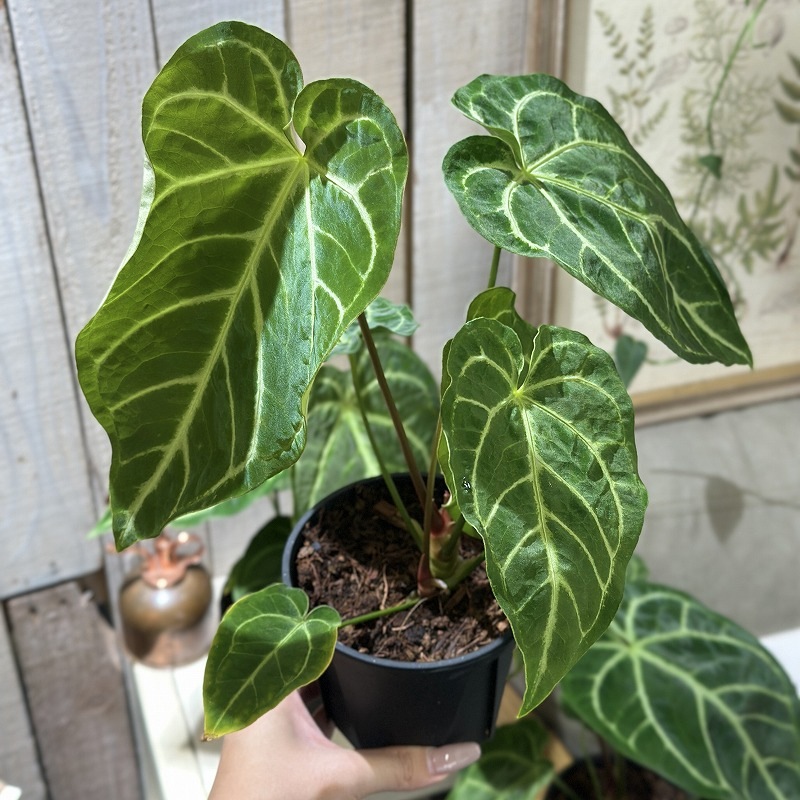 アンスリウム レガレ ハイブリッド 4号スリット鉢(個体おまかせ1鉢