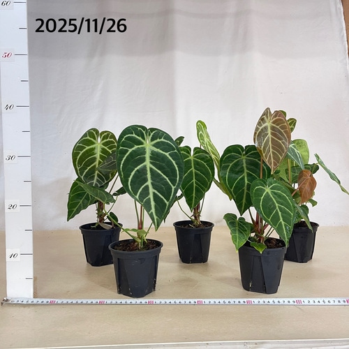 アンスリウム レガレ ハイブリッド 4号スリット鉢(個体おまかせ1鉢