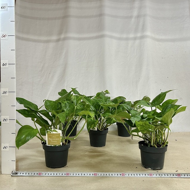 ポトス ビクトリー(PVP) 4.5号硬質鉢(個体おまかせ1鉢)｜芳樹園