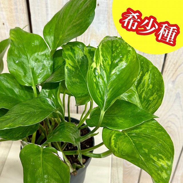 ポトス ビクトリー(PVP) 4.5号硬質鉢(個体おまかせ1鉢)｜芳樹園