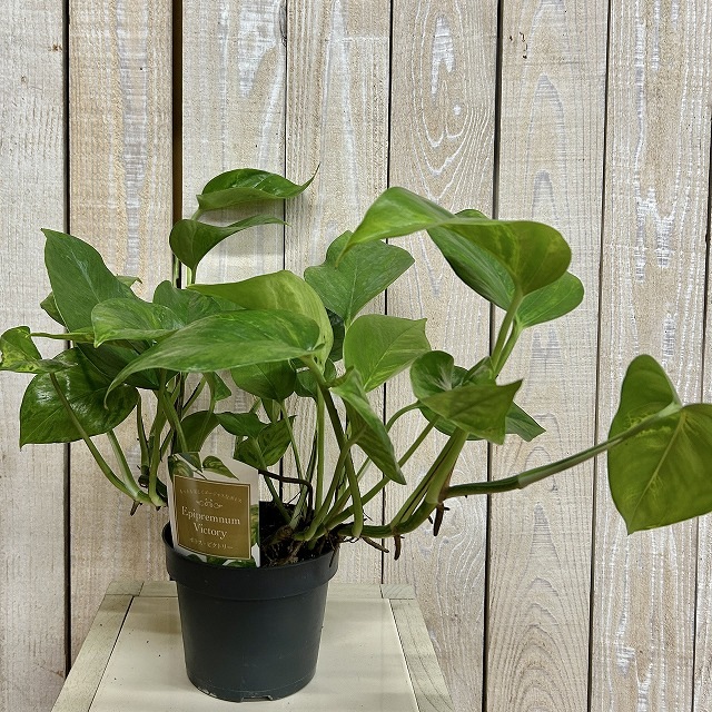 ポトス ビクトリー(PVP) 4.5号硬質鉢(個体おまかせ1鉢)｜芳樹園