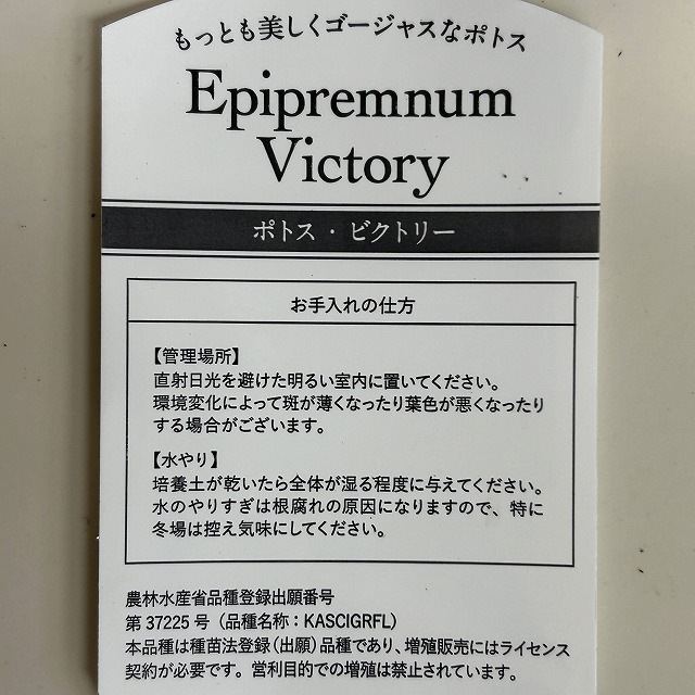 ポトス ビクトリー(PVP) 4.5号硬質鉢(個体おまかせ1鉢)｜芳樹園