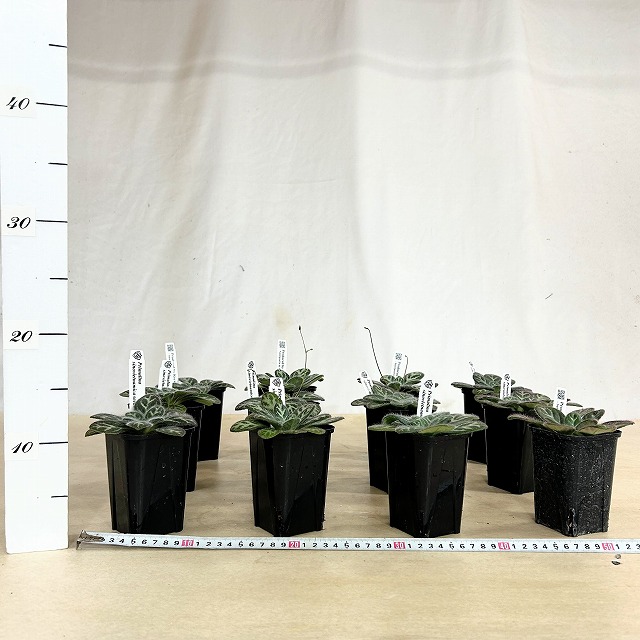 超レア　ボウェニア　セルラータ実生　シノブとの混合鉢　Bowenia サイカス プリムリナ シノベトナミカ seeds 3号ロング角鉢(個体おまかせ1鉢