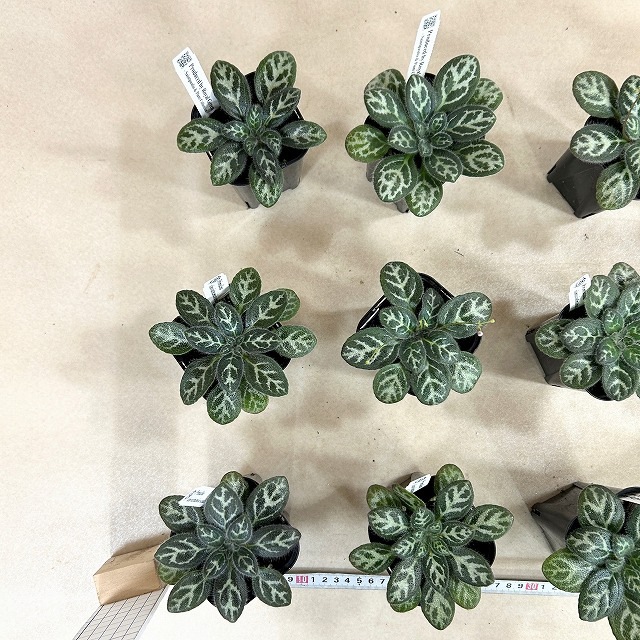 プリムリナ シノベトナミカ seeds 3号ロング角鉢(個体おまかせ1鉢