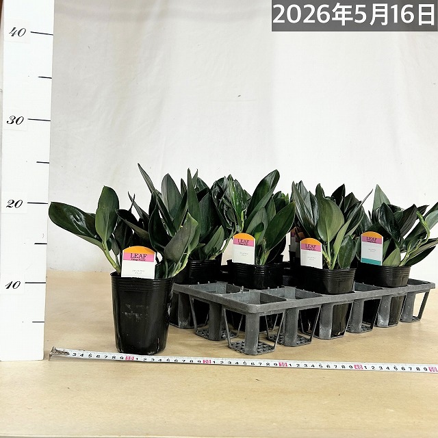スキンダプサス トレビーブラック 3号ロングポット※葉傷みあり｜芳樹園