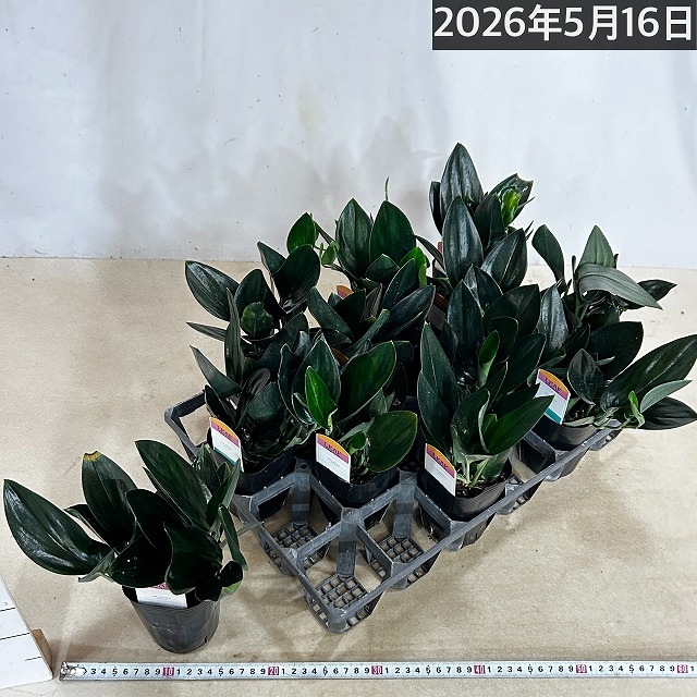 スキンダプサス トレビーブラック 3号ロングポット※葉傷みあり｜芳樹園