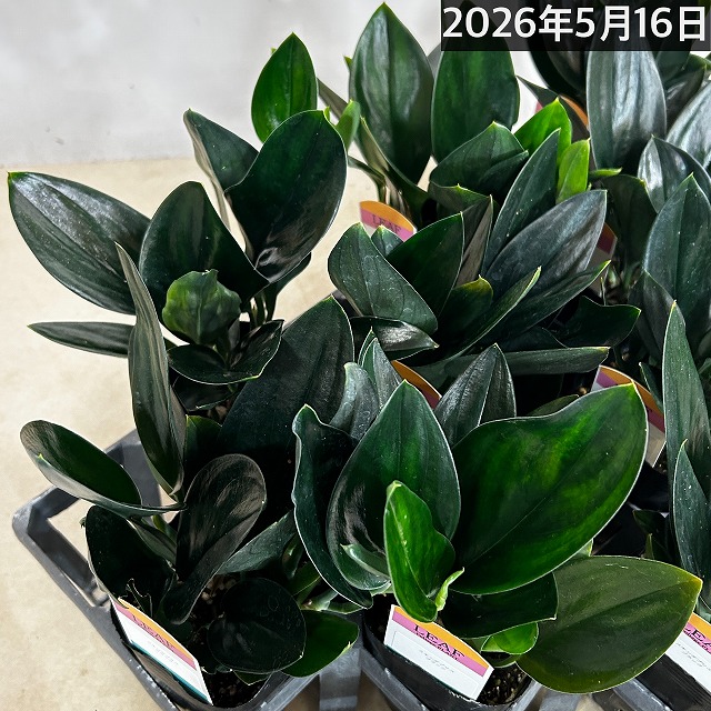 スキンダプサス トレビーブラック 3号ロングポット※葉傷みあり｜芳樹園