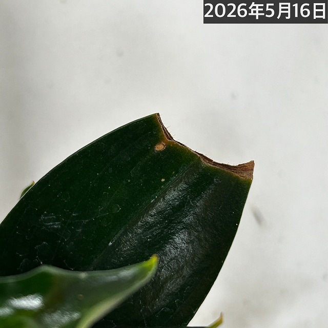 スキンダプサス トレビーブラック 3号ロングポット※葉傷みあり｜芳樹園