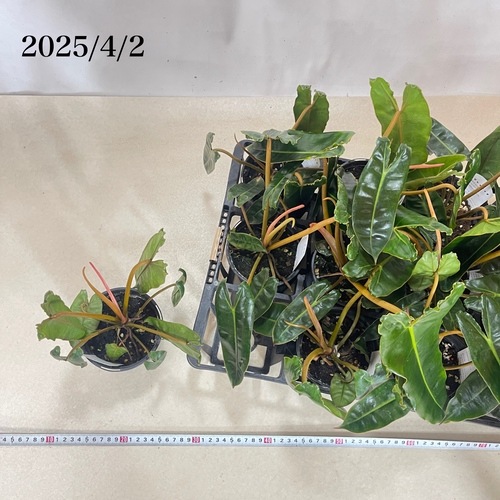 フィロデンドロン ビレッティア 3.5号硬質スリット鉢｜芳樹園