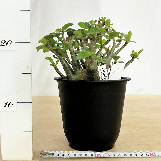 選べるアデニウム モンスター 5号鉢(現品) 個体A～F｜株式会社芳樹園