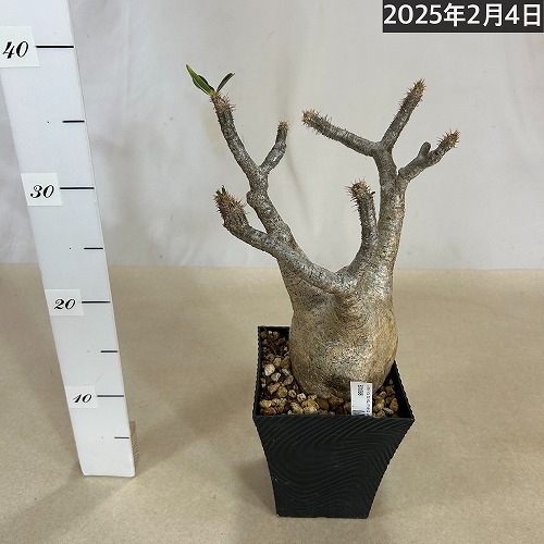 訳あり)パキポディウム ロスラツム グラキリス 4号角鉢(黒) 現品 一点