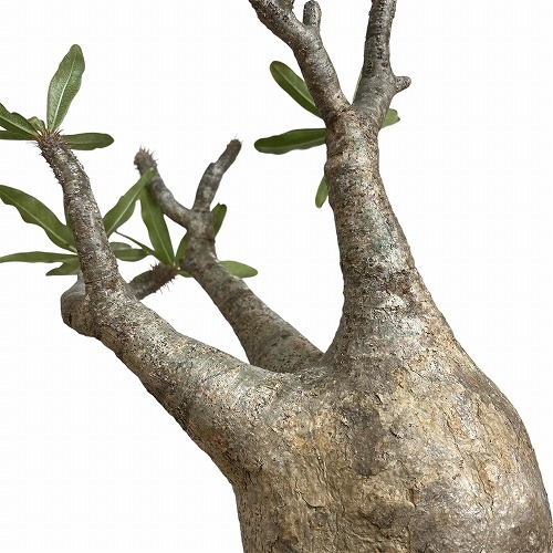 訳あり)パキポディウム ロスラツム グラキリス 4号角鉢(黒) 現品 一点