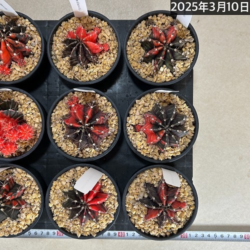 サボテン ギムノカリキウム バリエガータ 3.5号｜芳樹園オンラインショップ