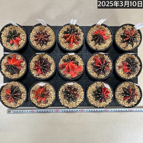 サボテン ギムノカリキウム バリエガータ 3.5号｜芳樹園オンラインショップ