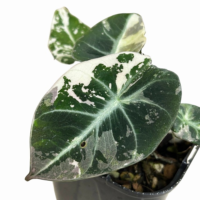 A】斑入りアロカシア ブラックベルベット バリエガータ 3号ロング