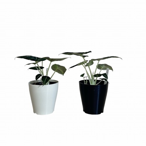 ＊* アロカシア ブラックベルベット 斑入り ＊* お芋から育てた子♪ アロカシア ブラックベルベット 斑入り ＊* お芋から育てた子