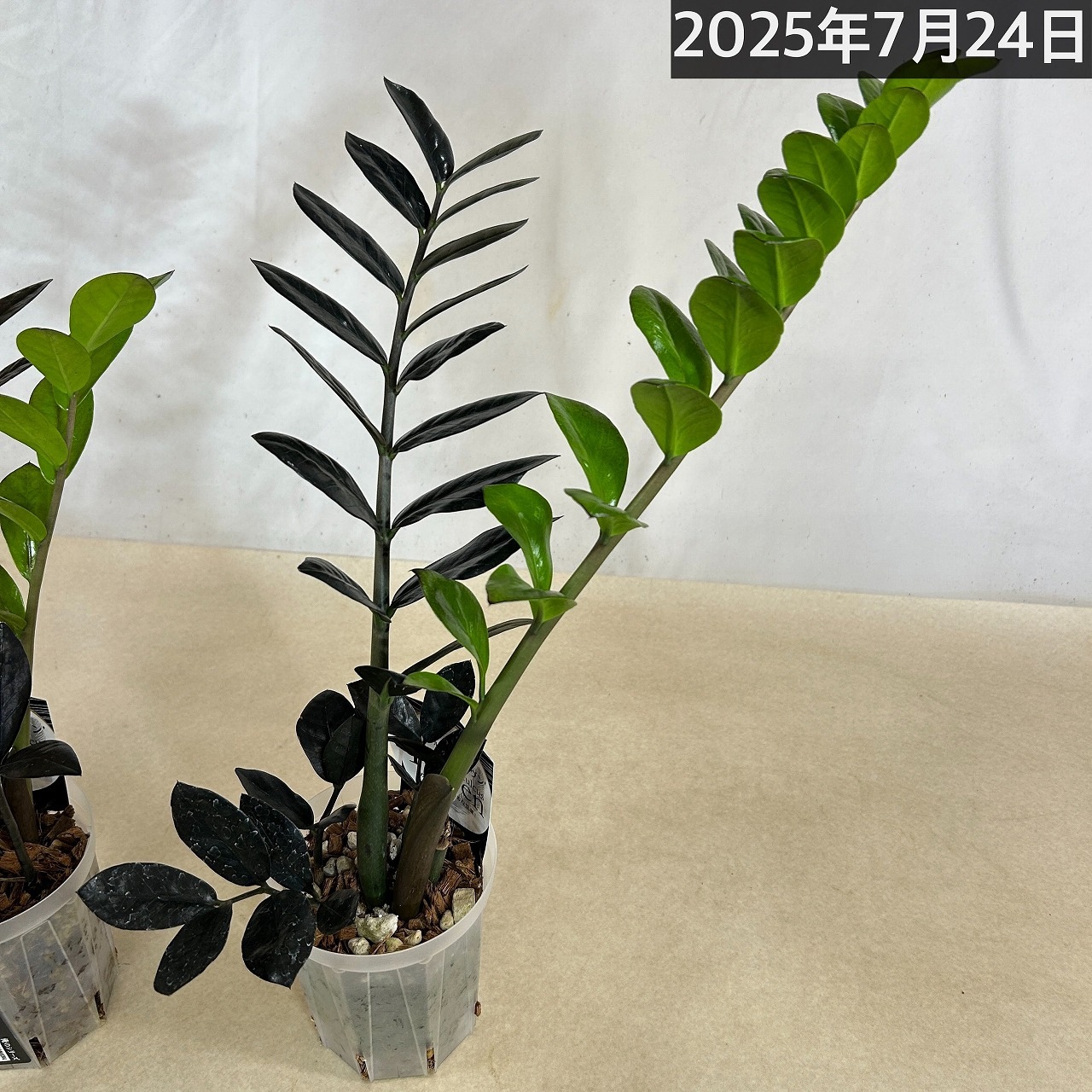 観葉植物　ザミオクルカス　レイブン Amazon｜ITANSE ザミオクルカス レイブン 4号 1個売り 品種で