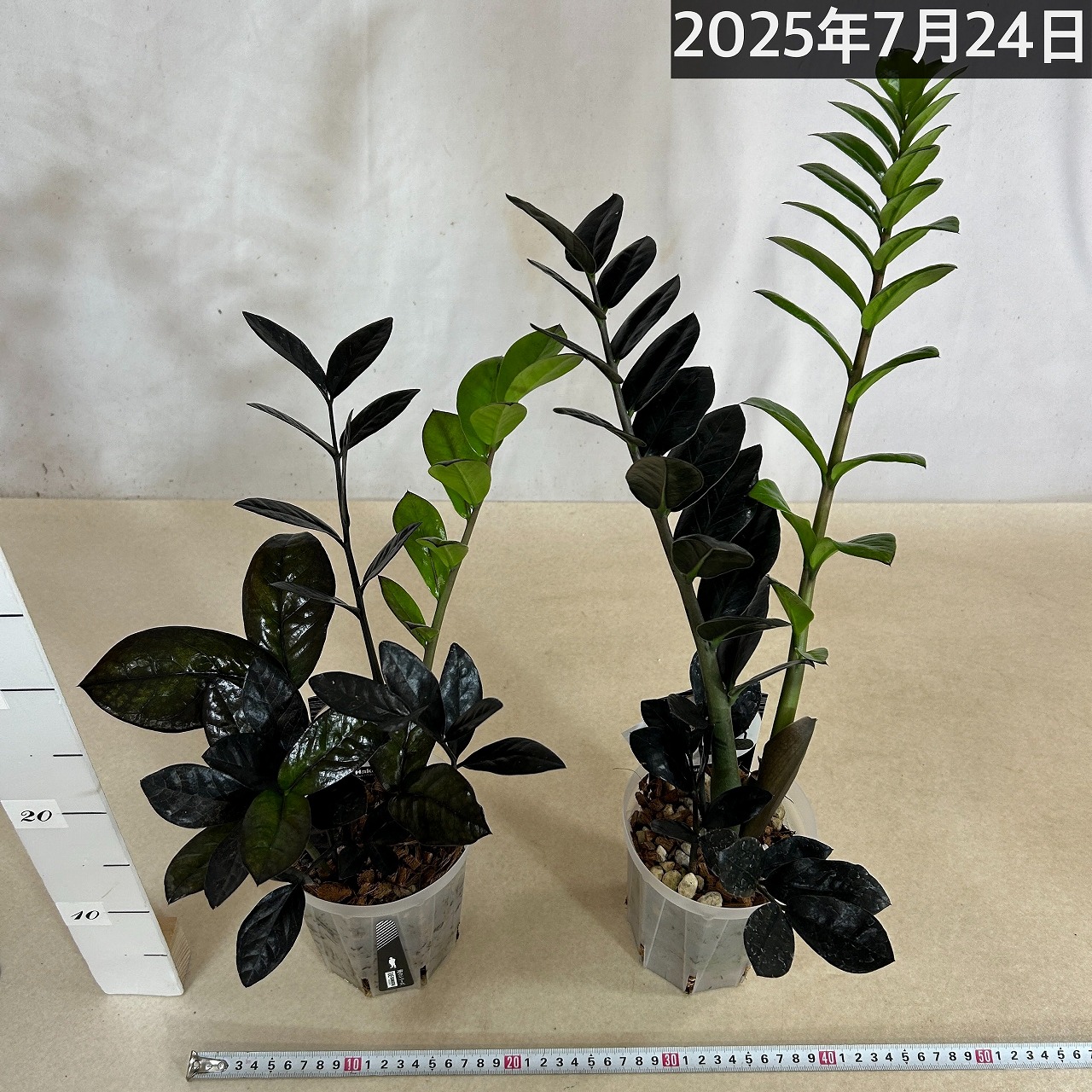 ザミオクルカス レイヴン(PVP) 4号透明硬質鉢(個体おまかせ1鉢