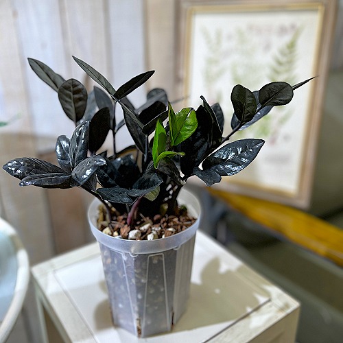 ザミオクルカス レイヴン(PVP) 4号透明硬質鉢(個体おまかせ1鉢