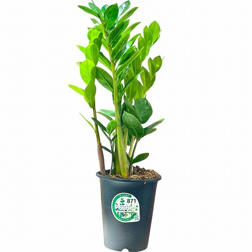 ザミオクルカス ザミフォーリア 4号黒鉢(個体おまかせ1鉢